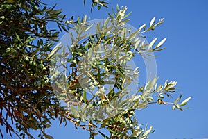 Olea europaea bears fruit in August. Rhodes Island, Greece