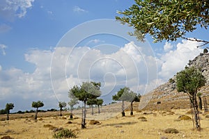 Olea europaea bears fruit in August. Rhodes Island, Greece