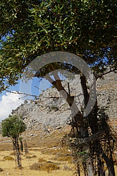 Olea europaea bears fruit in August. Rhodes Island, Greece