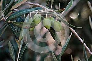 Olea europaea close up