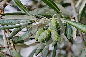 Olea europaea close up