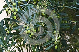 Olea europaea - European olive