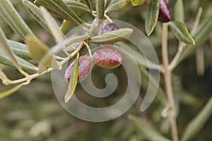 Olea europaea fruits close up