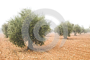 Olea europaea or olive trees cultivar in a misty day