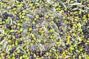 Olea Europaea olives during harvest season