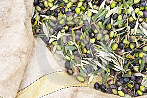 Olea Europaea olives on a tarp during harvest season