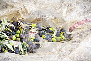 Olea Europaea olives on a tarp during harvest season