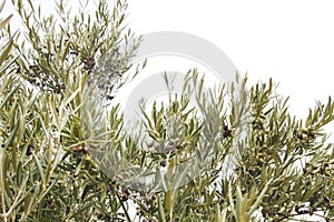 Olea europaea tree foliage full of olives
