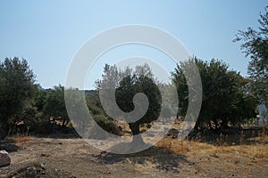Olea europaea tree with fruits grows in August. Rhodes Island, South Aegean region, Greece