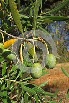 Olea europea, Allergens Plants