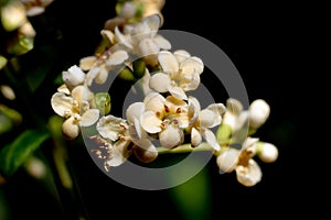 Olea lancea lam flows with bokeh background, olea lancea lam is small white flowers