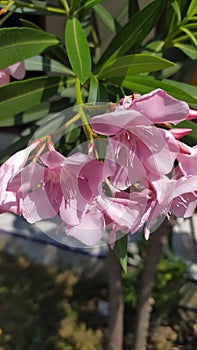 Oleader & x28;Nerium Oleander& x29; Apocynaceae