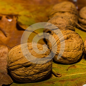 Oleaginous assortment