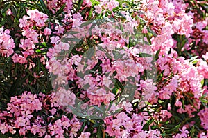 Oleander flowers