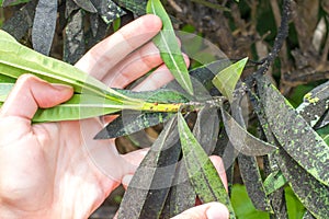 Oleander aphid struck. Plant insect infestation