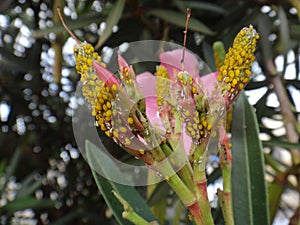 Oleander aphids in oleander plant