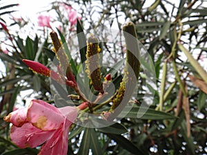 Oleander aphids in oleander plant