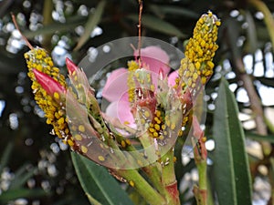 Oleander aphids in oleander plant