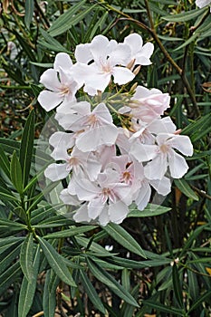 Oleander in blooming