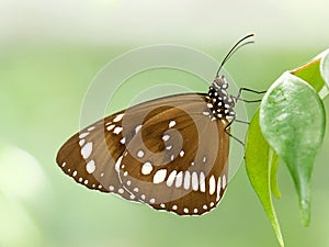 Oleander brown butterfly