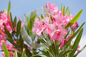 Oleander bush with pink flowers