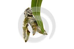 Oleander butterfly Daphnis nerii or Army Green Moth isolated