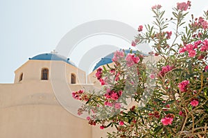 Oleander for the church in Perissa.