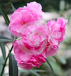 Oleander flower