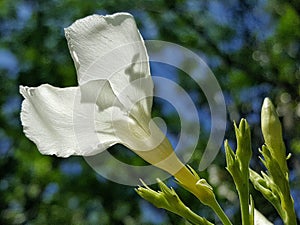 Oleander Flower