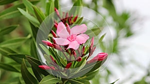 Oleander flower close-up, side view. Rotation