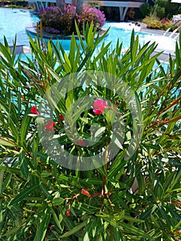 Oleander flower at the edge of the pool