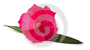 Oleander flower with leaf