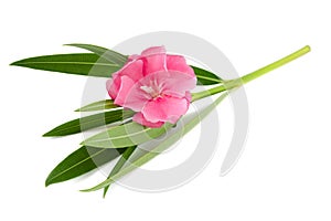 Oleander flower photo