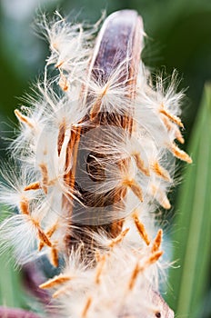 Oleander flower open seed capsule