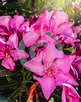 Oleander flower photo