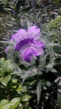 Oleander flower, Sweet oleander flower