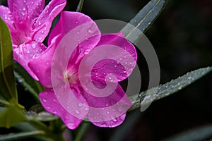 Oleander Flower Toxic Beauty