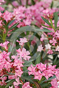 Oleander flowers