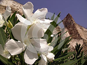 Oleander flowers photo