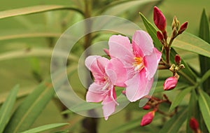 Oleander flowers with buds