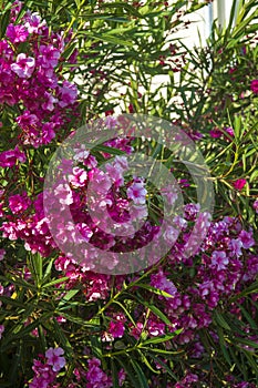 Oleander flowers bush bloom summer subtropics