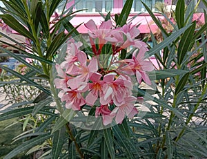 Oleander flowers on green leaves are ornamental flower that is popularly planted in front of the house because the trunk.