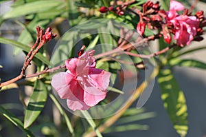 Oleander flowers Nerium oleander, Apocynaceae