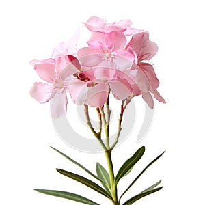 Oleander flowers object isolated on white