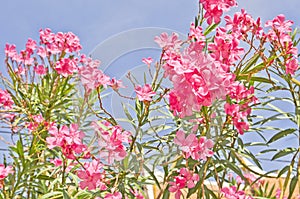 Oleander flowers of a pink