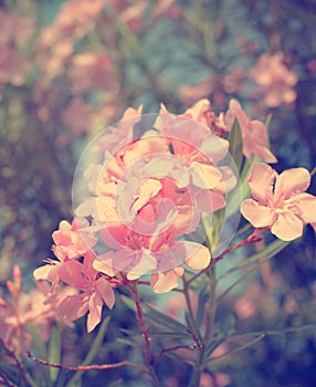 Oleander flowers,pink