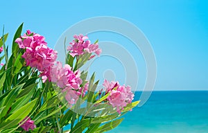 Oleander flowers and sea