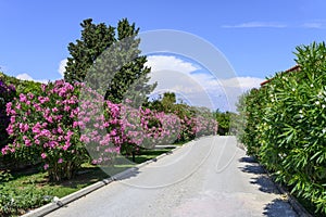 Oleander flowers