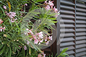 Oleander flowers