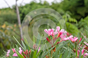 Oleander or Fragrant oleander